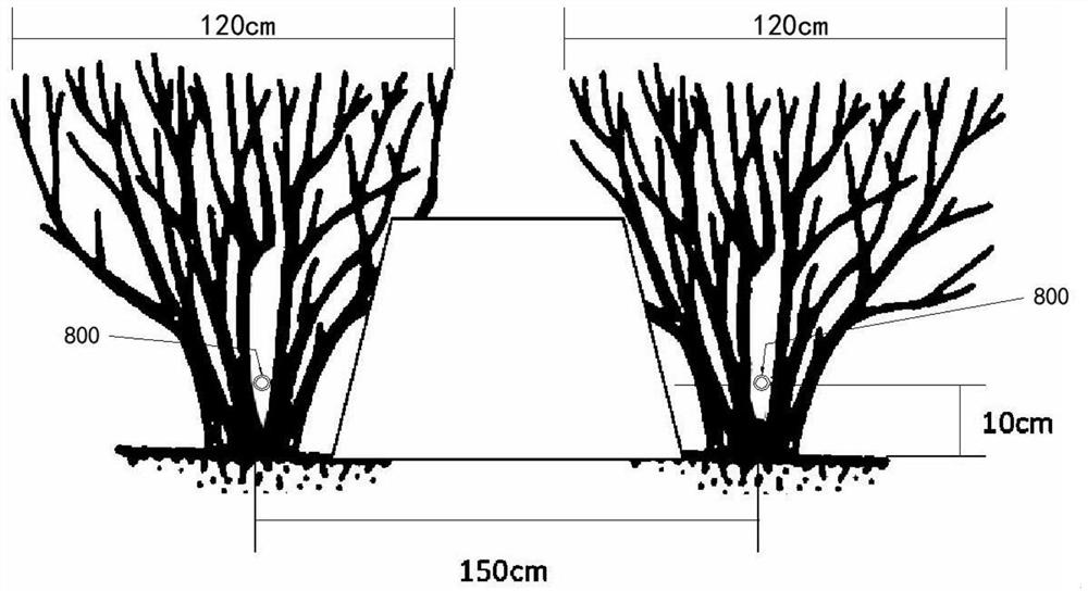 A tea garden planting management method suitable for the whole process of mechanized operation