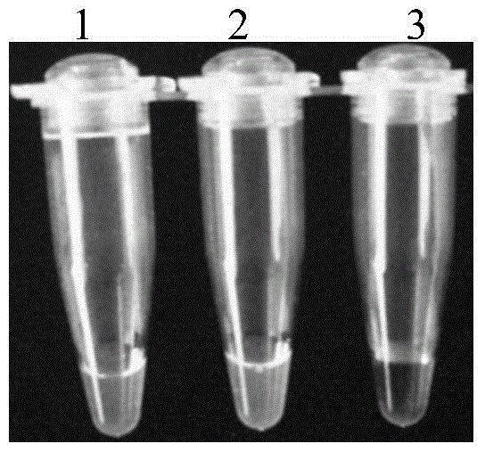 Primer set and application thereof for detecting koi herpesvirus sph gene