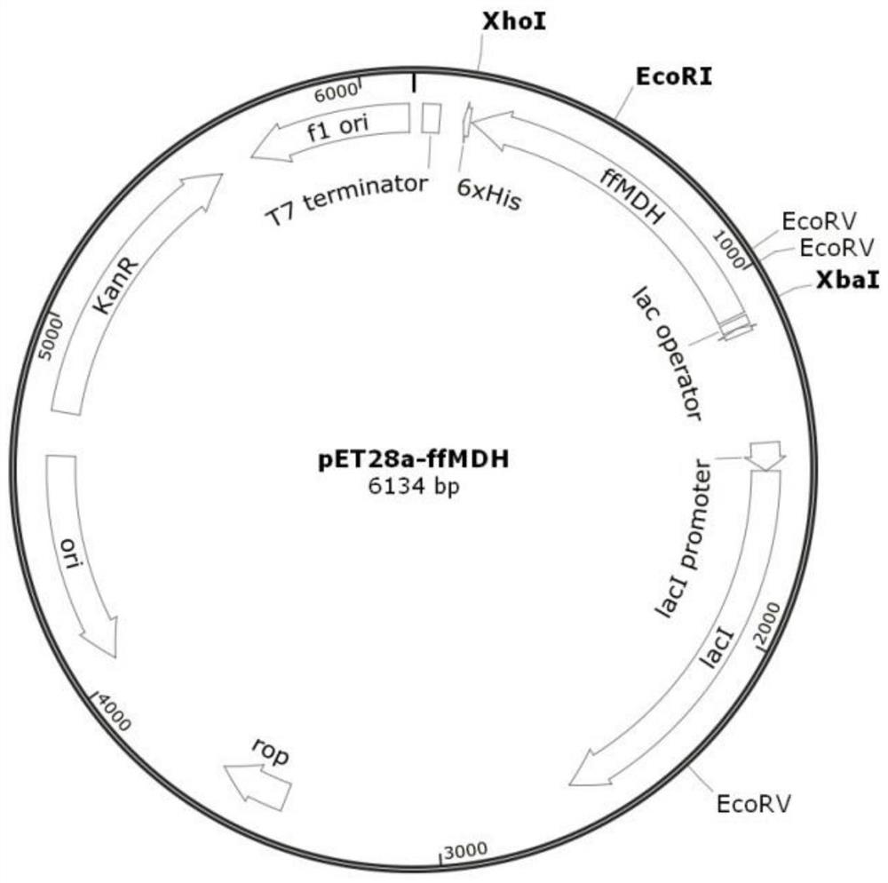 L-malate dehydrogenase mutant and application thereof