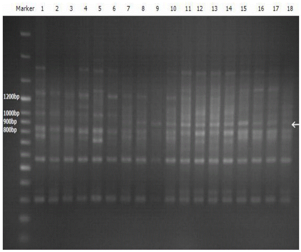 A DNA molecular identification method for Luchuan pig and its meat products