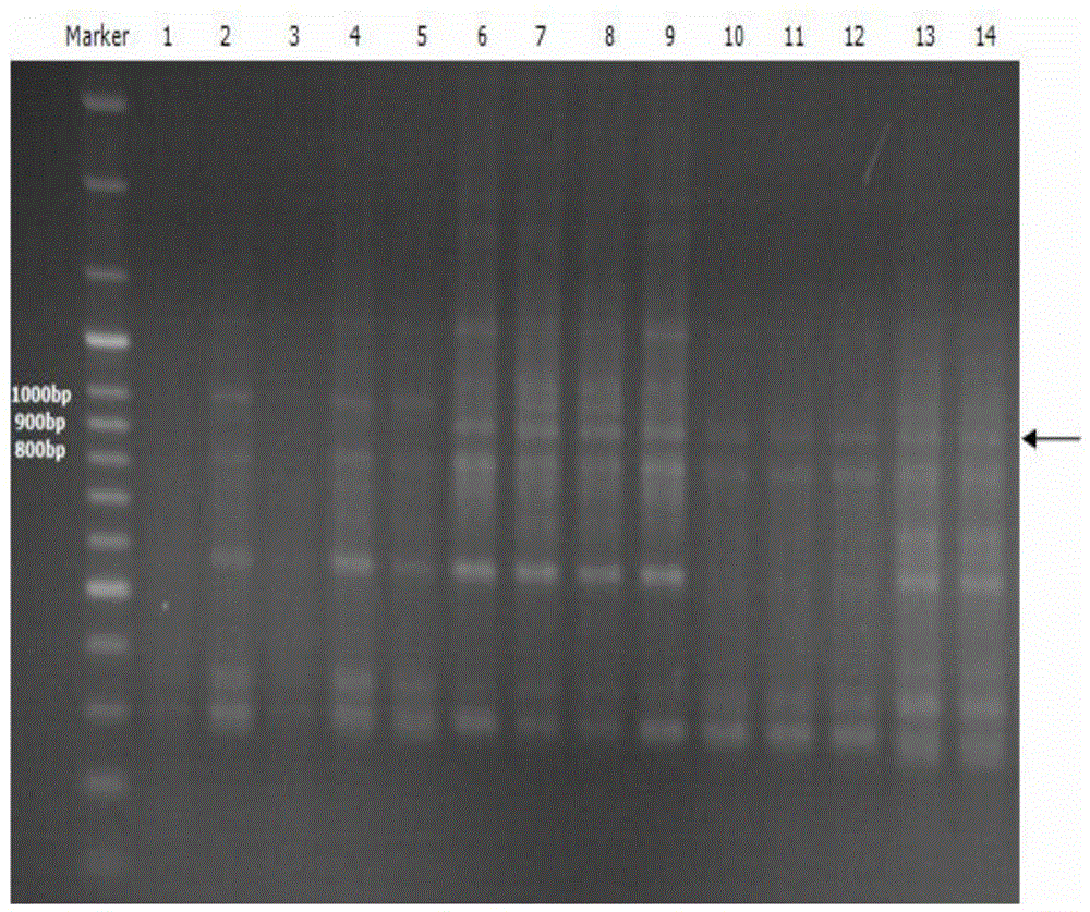 A DNA molecular identification method for Luchuan pig and its meat products