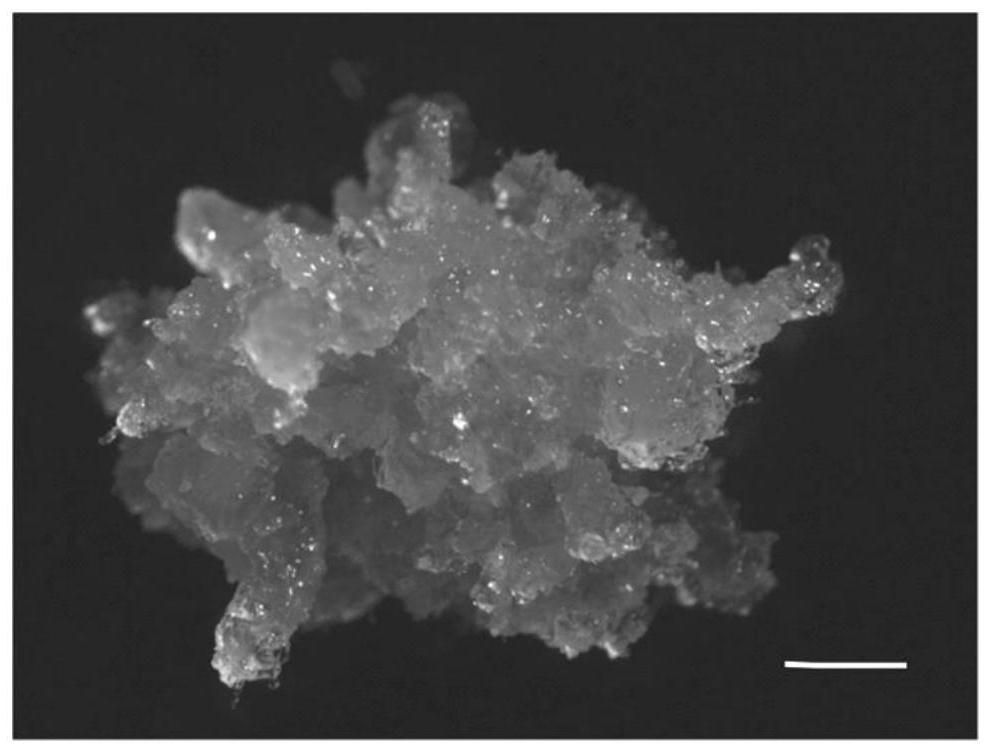 A culture method for promoting maturation of somatic embryos of Pinus tabulaeformis