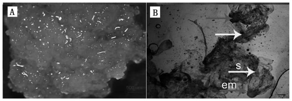 A culture method for promoting maturation of somatic embryos of Pinus tabulaeformis