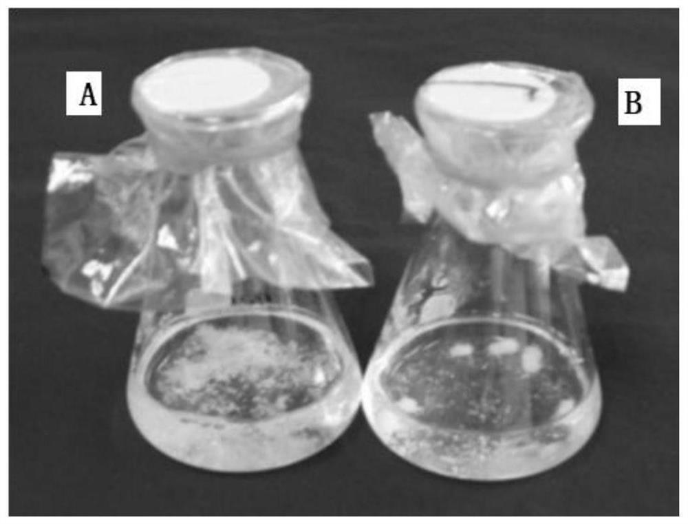 A culture method for promoting maturation of somatic embryos of Pinus tabulaeformis