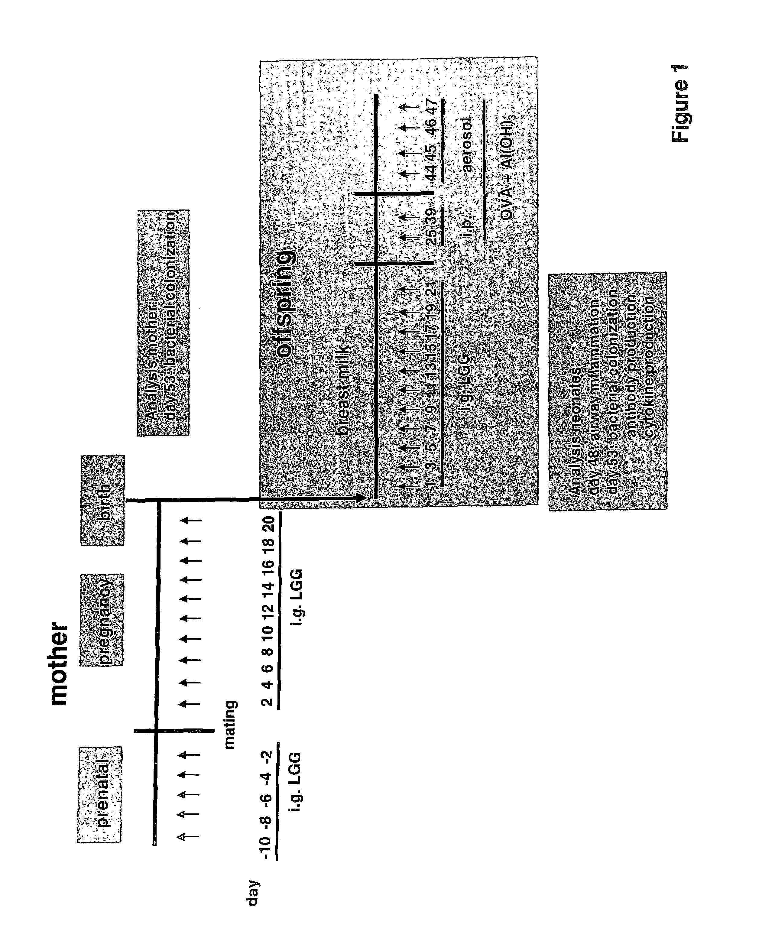 Method for preventing or treating the development of respiratory allergies