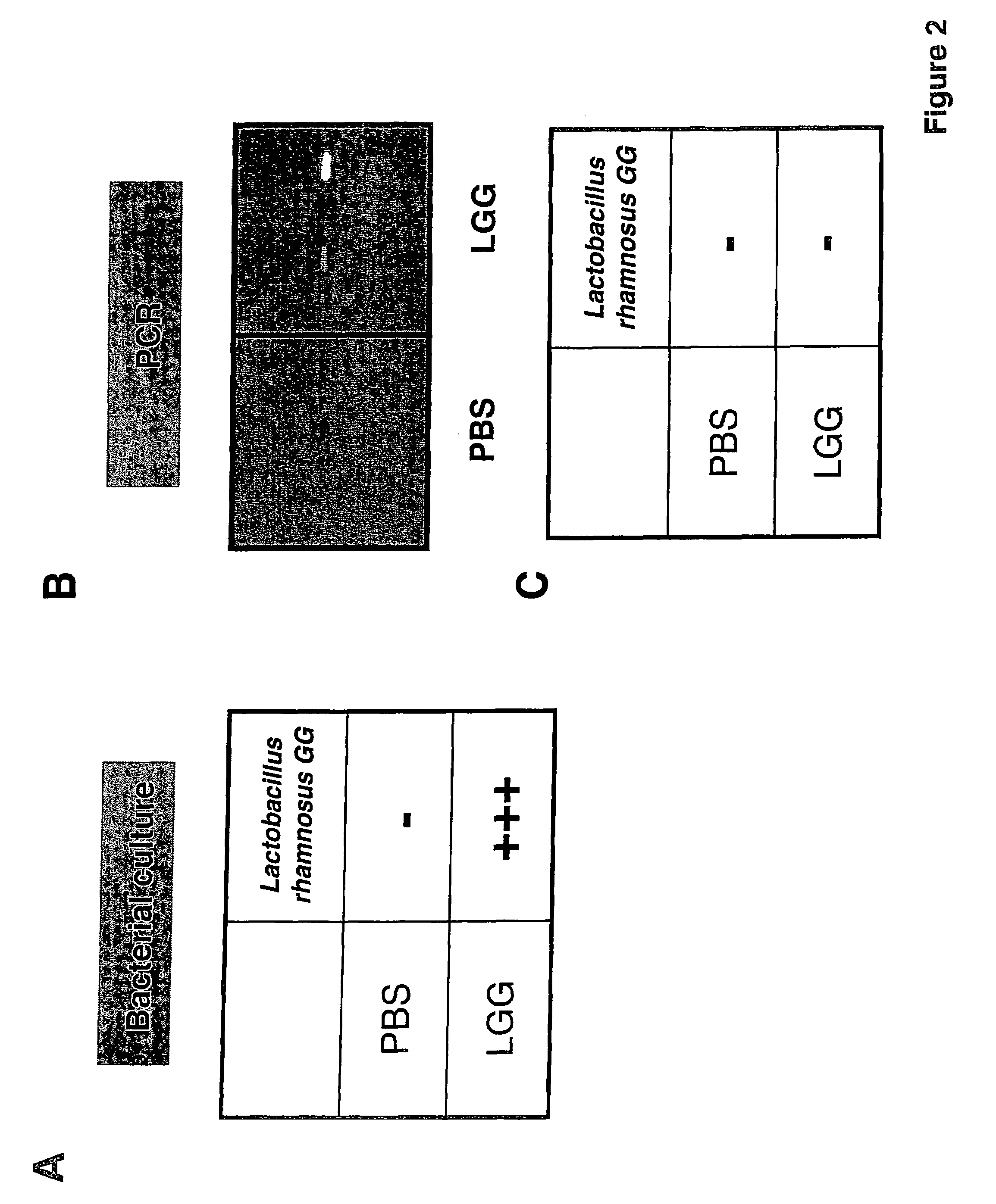 Method for preventing or treating the development of respiratory allergies
