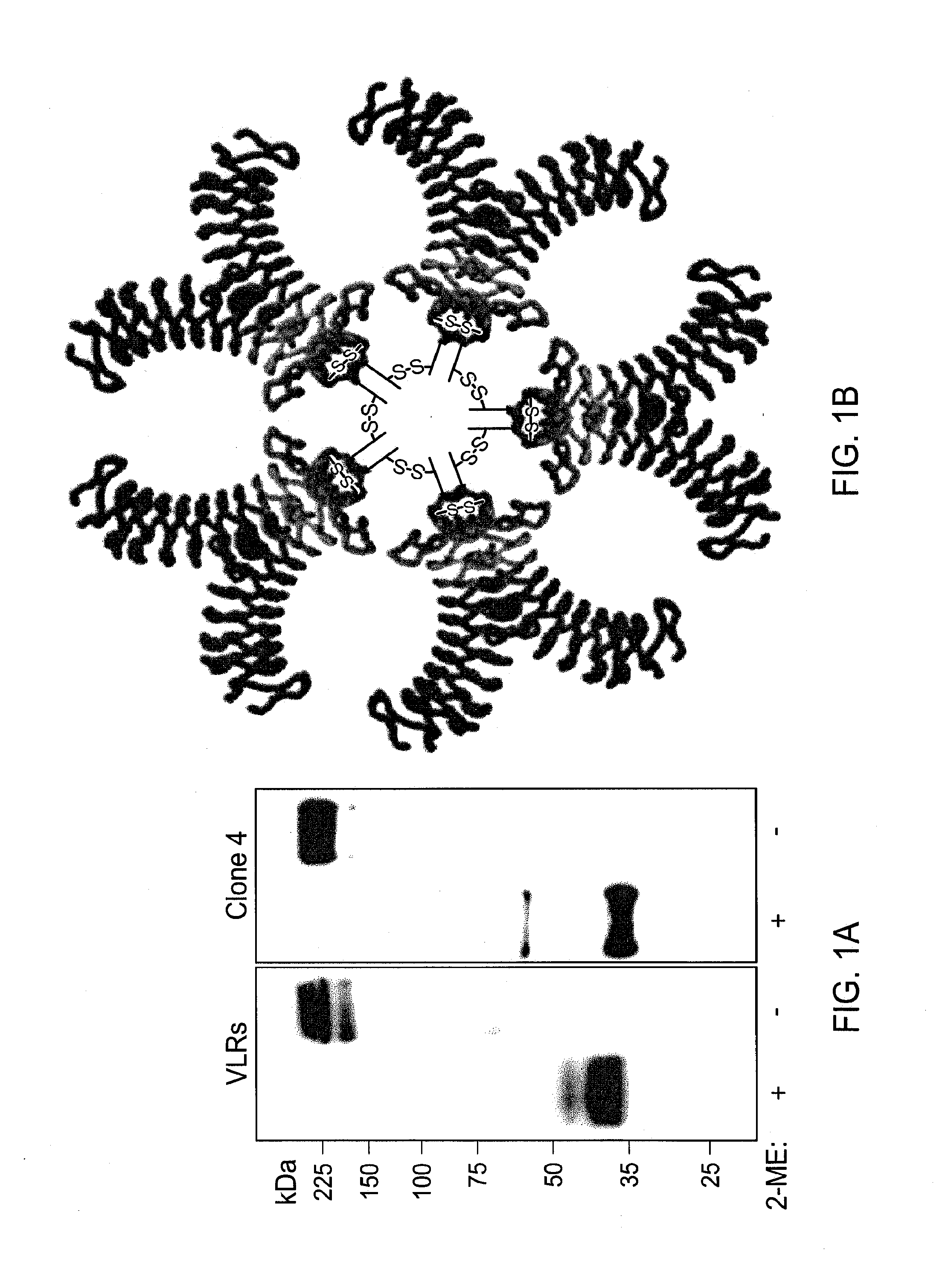 Methods and compositions related to soluble monoclonal variable lymphocyte receptors of defined antigen specificity