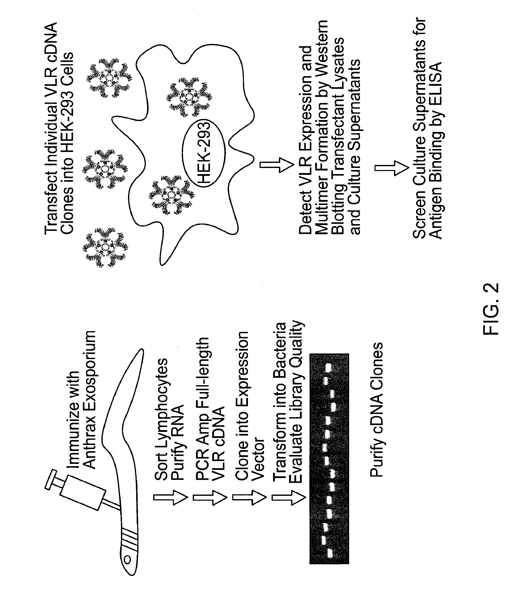 Methods and compositions related to soluble monoclonal variable lymphocyte receptors of defined antigen specificity