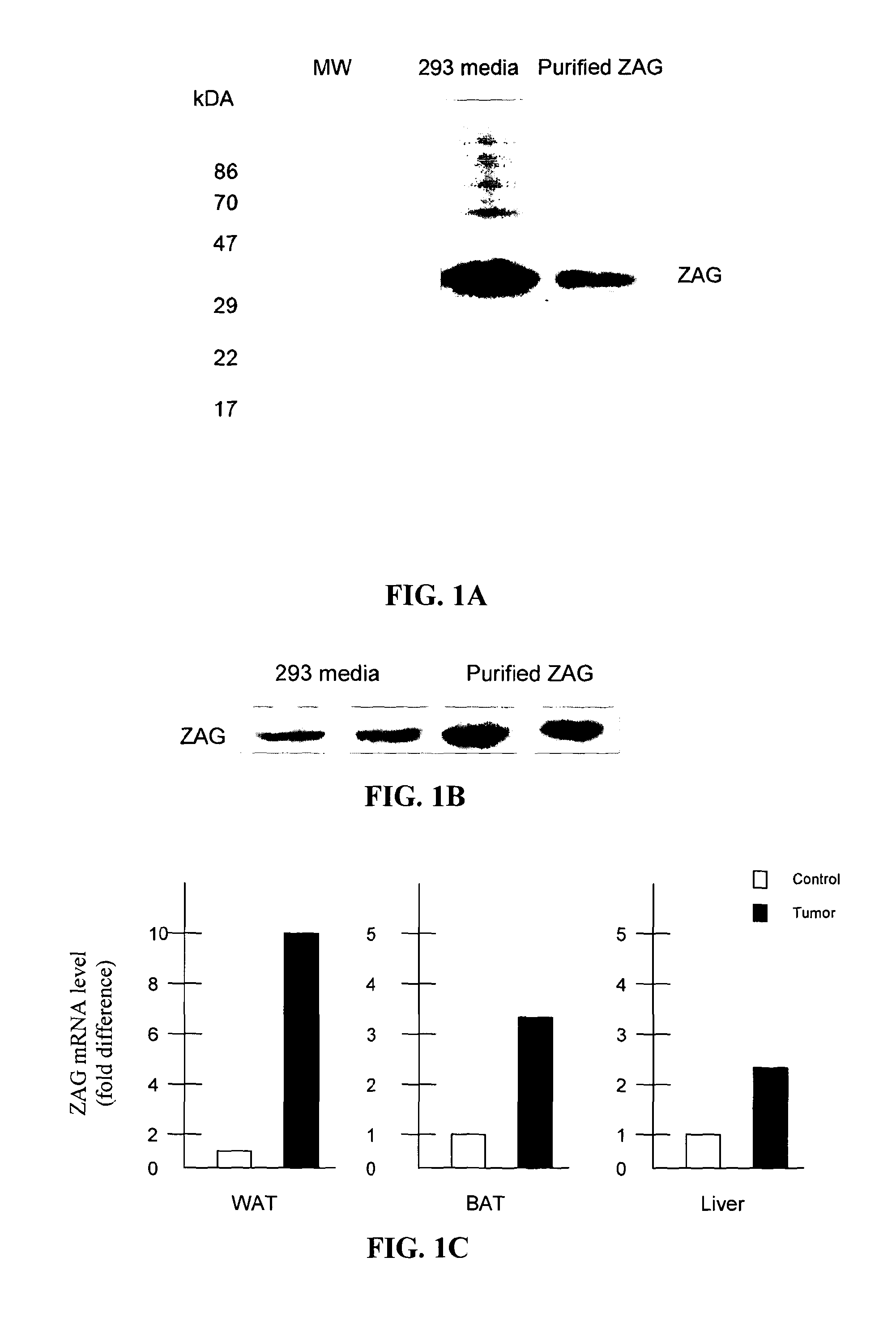 Glycoproteins Having Lipid Mobilizing Properties an Therapeutic Uses Thereof