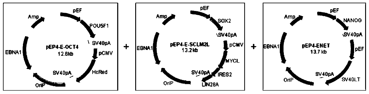 A method for reprogramming human blood cells into iPSCs via salamander Oct4
