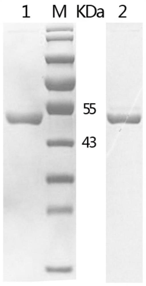Test strip for detecting CD2v and MGF360 mucous membrane antibodies of African swine fever viruses and application of test strip