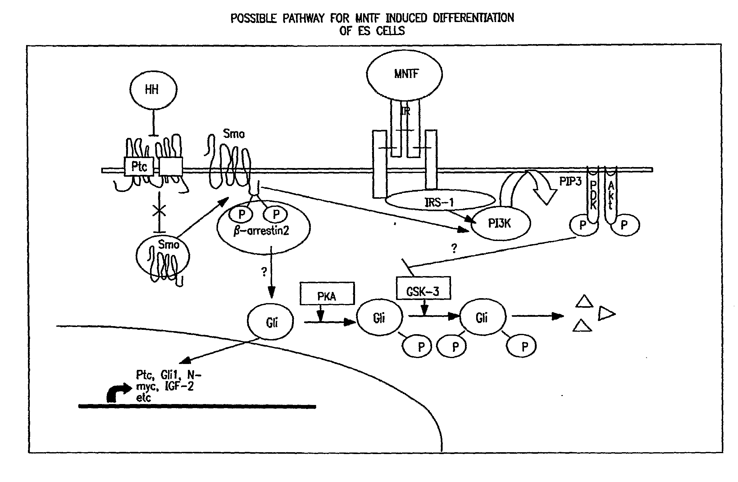 Mntf differentiation and growth of stem cells