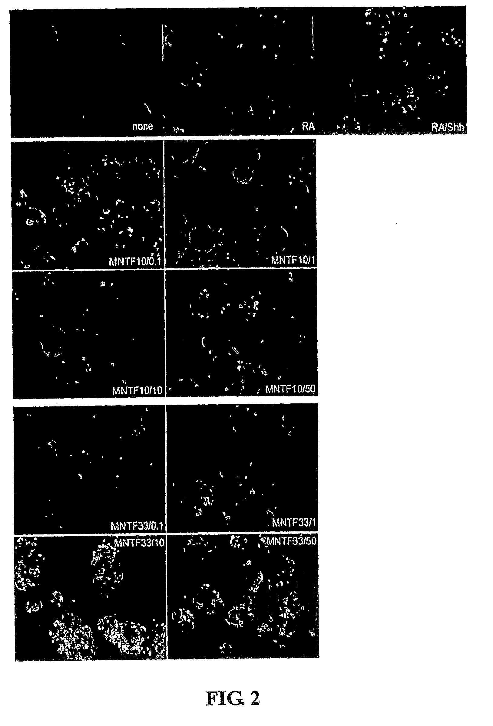 Mntf differentiation and growth of stem cells