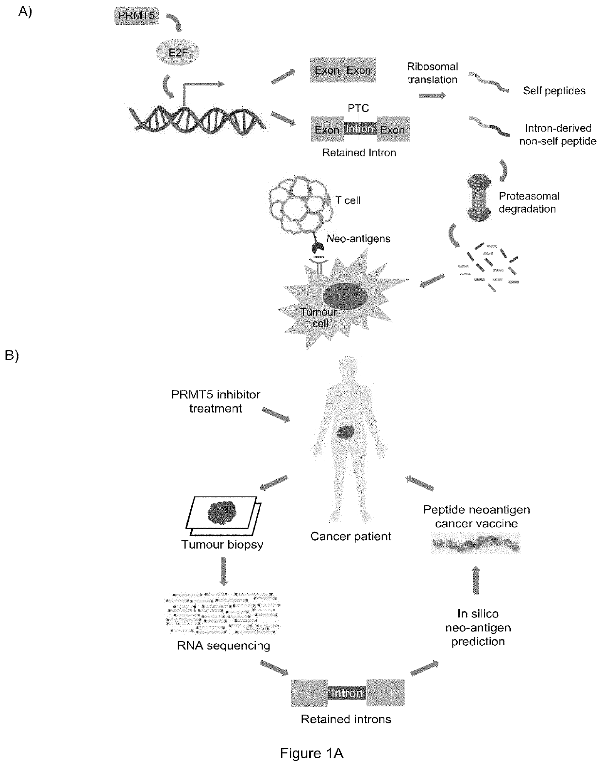Cancer therapy by modifying neoantigen expression