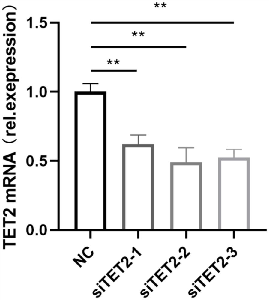 Application of TET2 as target in treatment of ischemic vascular diseases