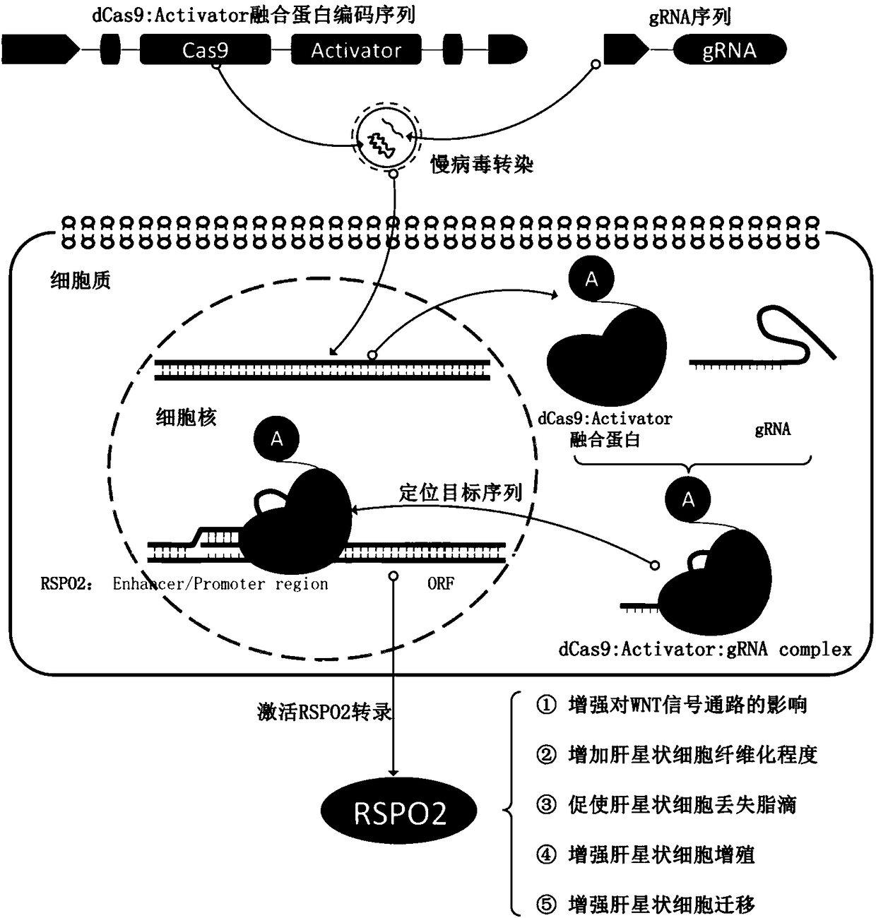 SgRNA specifically targeting human RSPO2 gene in CRISPR-Cas9 system and activation method and application thereof