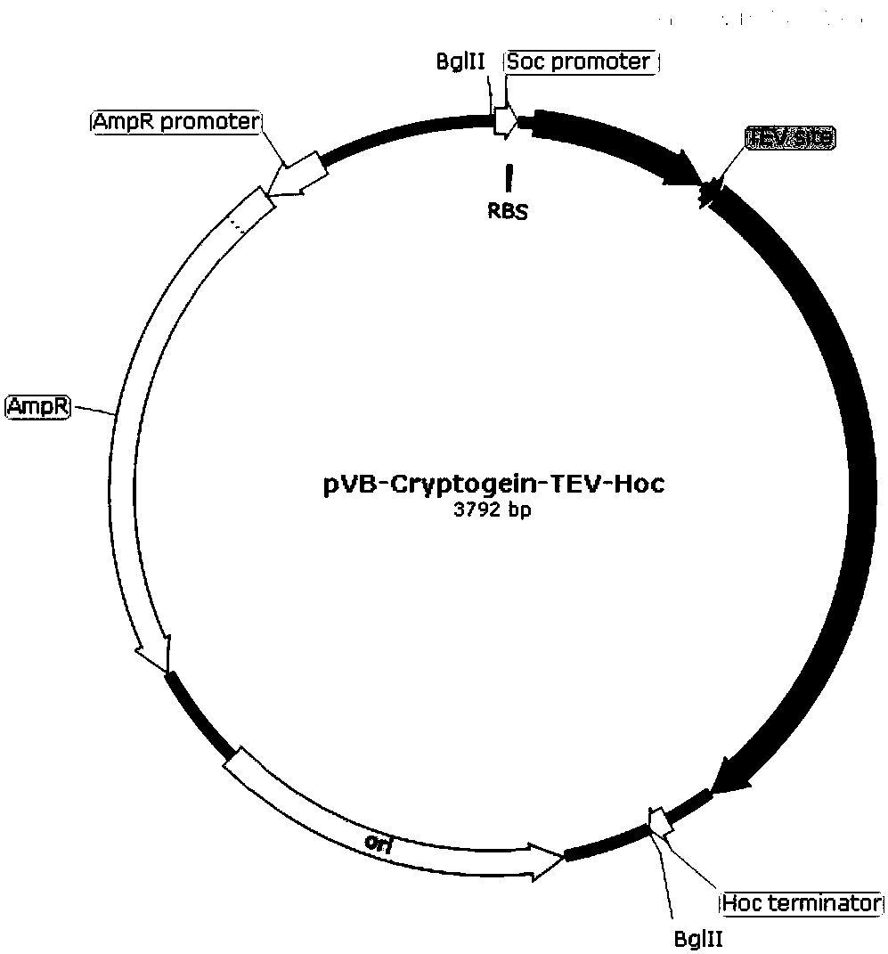 Preparation method of high-purity cryptogein
