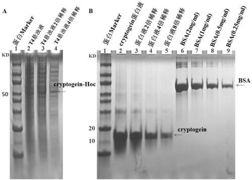 Preparation method of high-purity cryptogein