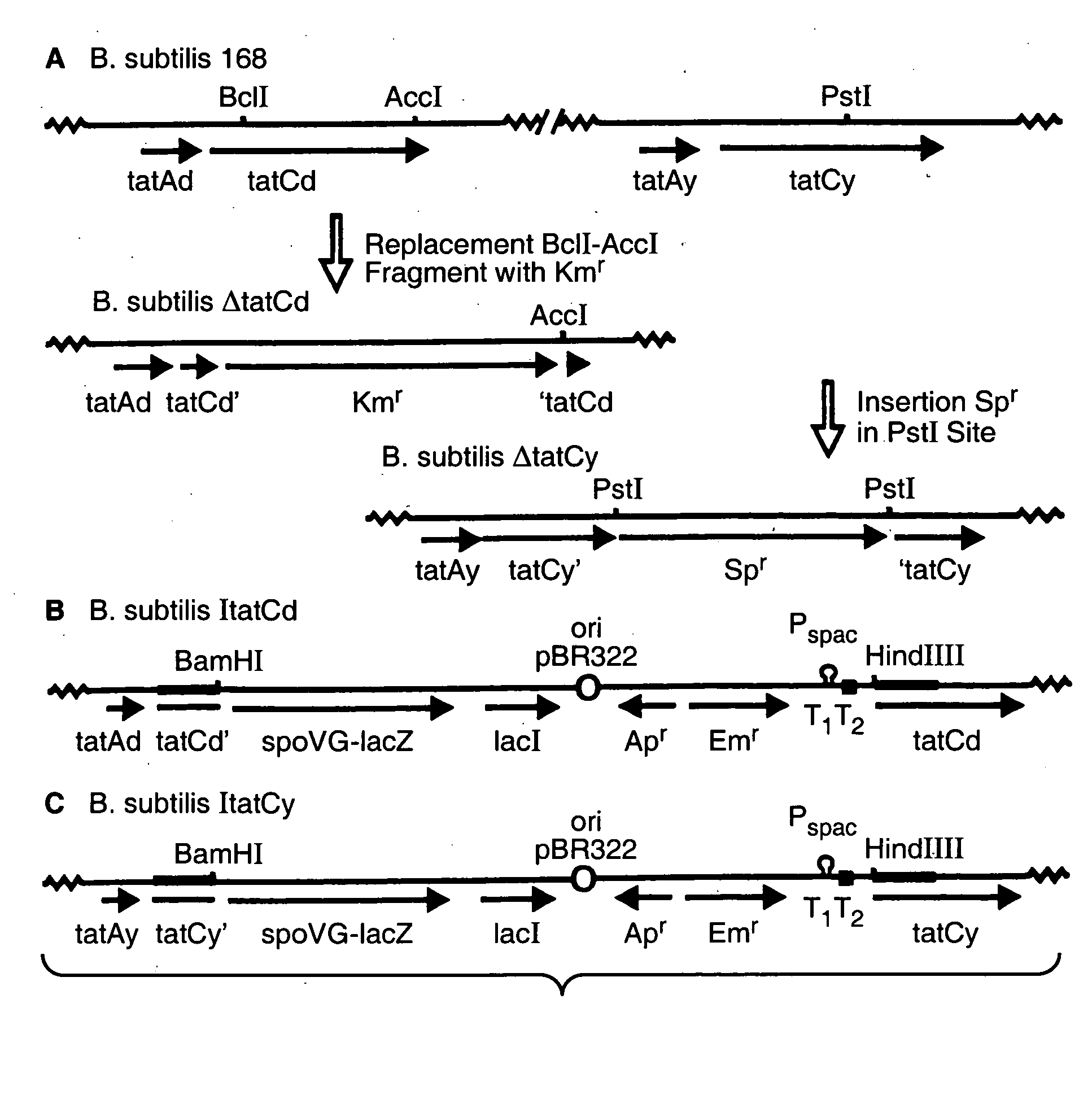 Twin-arginine translocation in Bacillus