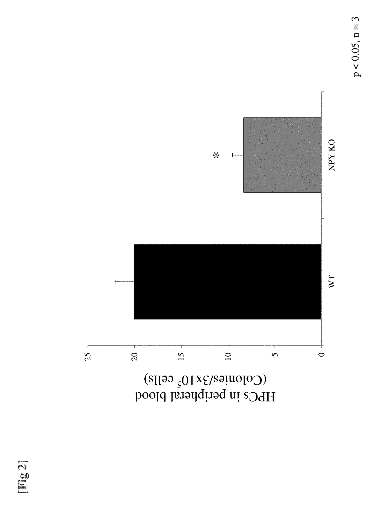 Pharmaceutical composition for preventing or treating osteoporosis which comprises neuropeptide Y as active ingredient