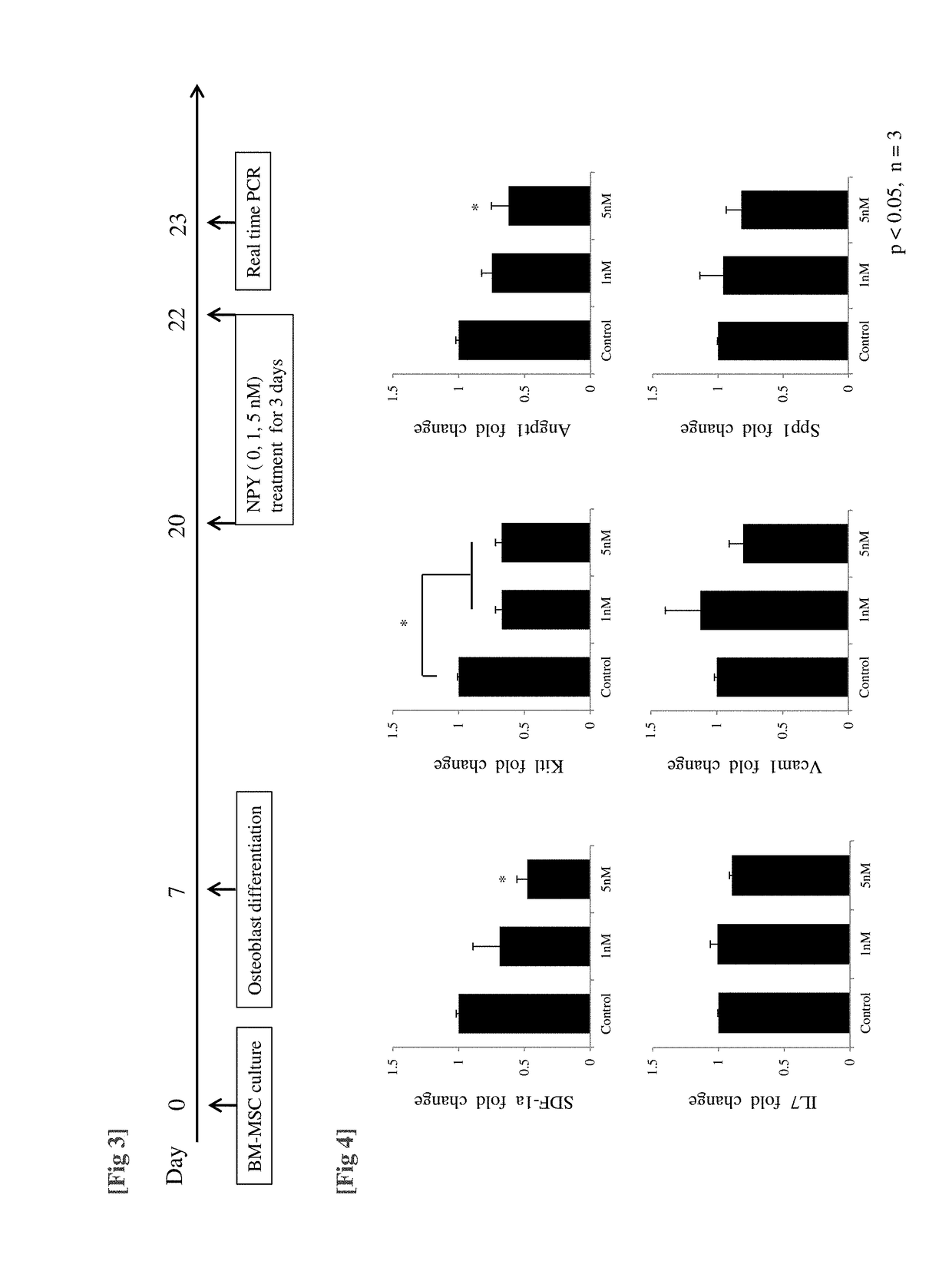 Pharmaceutical composition for preventing or treating osteoporosis which comprises neuropeptide Y as active ingredient