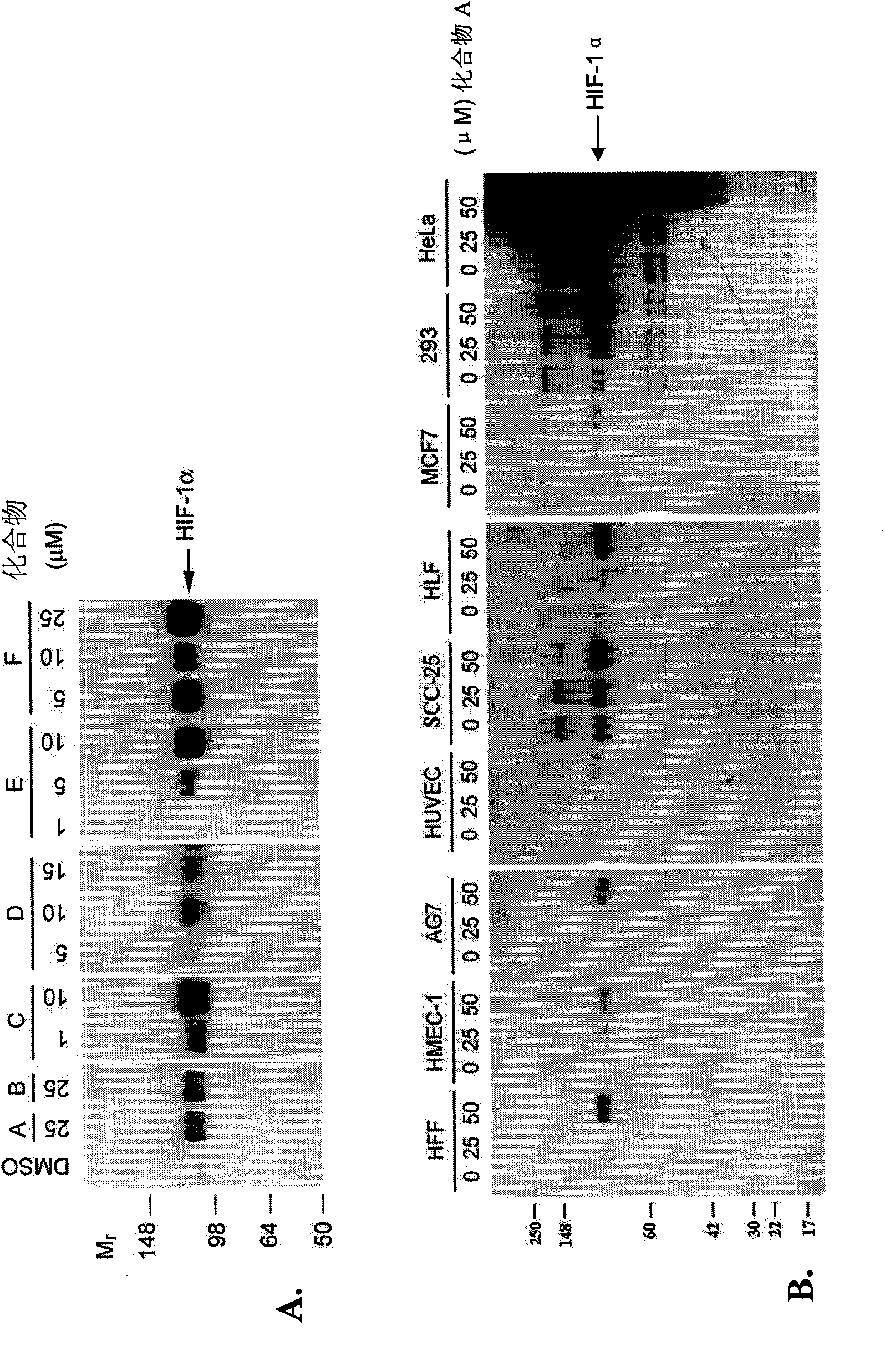 Stabilization of hypoxia inducible factor (HIF) alpha