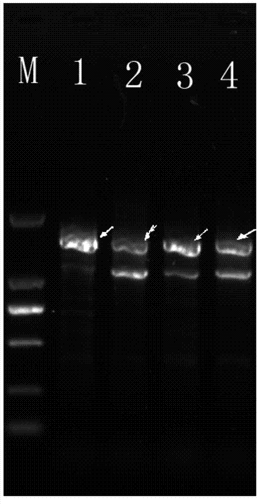 DNA sequence of specific molecular marker of streptococcus thermophilus and use thereof