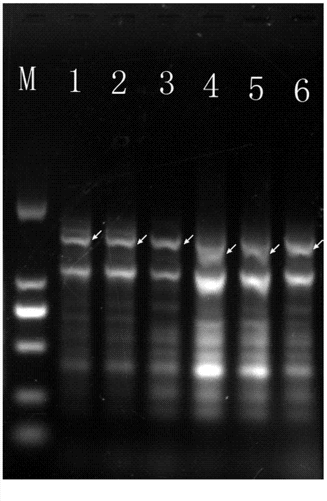 DNA sequence of specific molecular marker of streptococcus thermophilus and use thereof