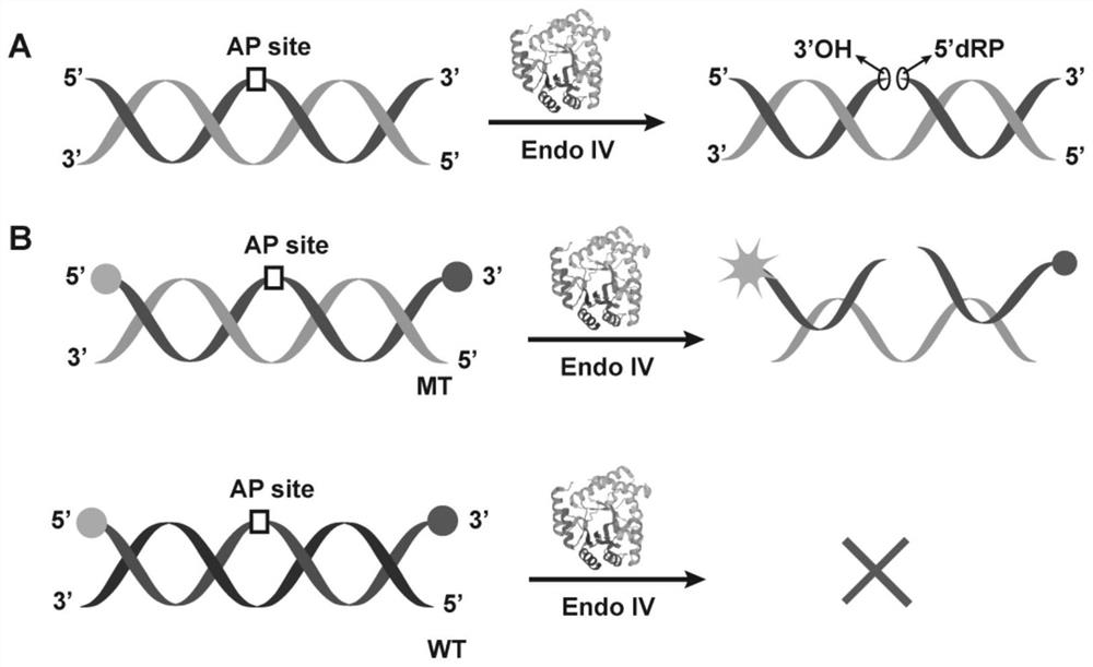 Probe and kit for detecting point mutation of DNA and application