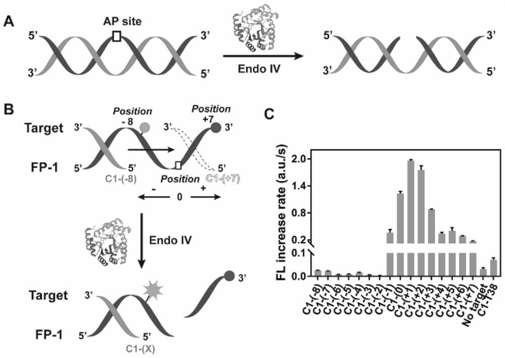 Probe and kit for detecting point mutation of DNA and application