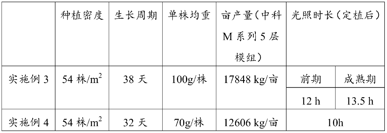 Plant factory cultivation method of brassica juncea var.