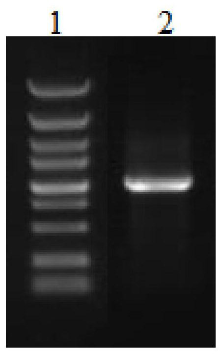 TMPRSS2 mutant protein, expression carrier and expression engineering bacterium thereof, preparation method of expression carrier of TMPRSS2 mutant protein, and preparation method of expression engineering bacterium of TMPRSS2 mutant protein