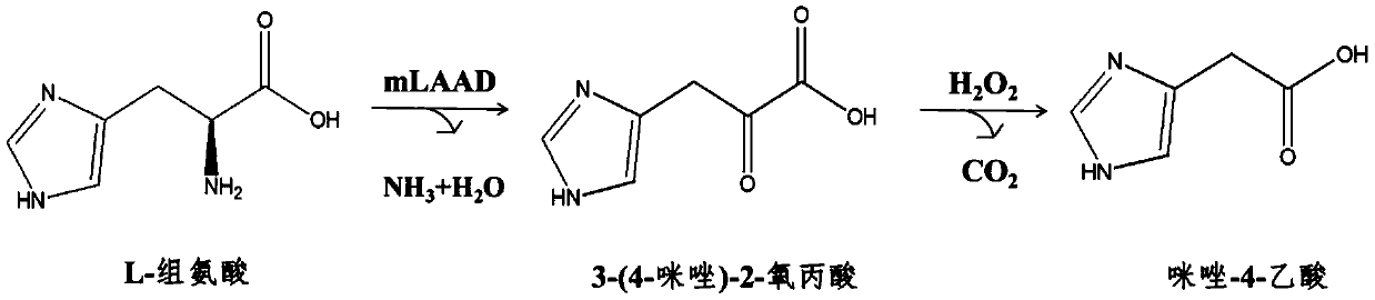 A kind of biosynthesis method of imidazole-4-acetic acid