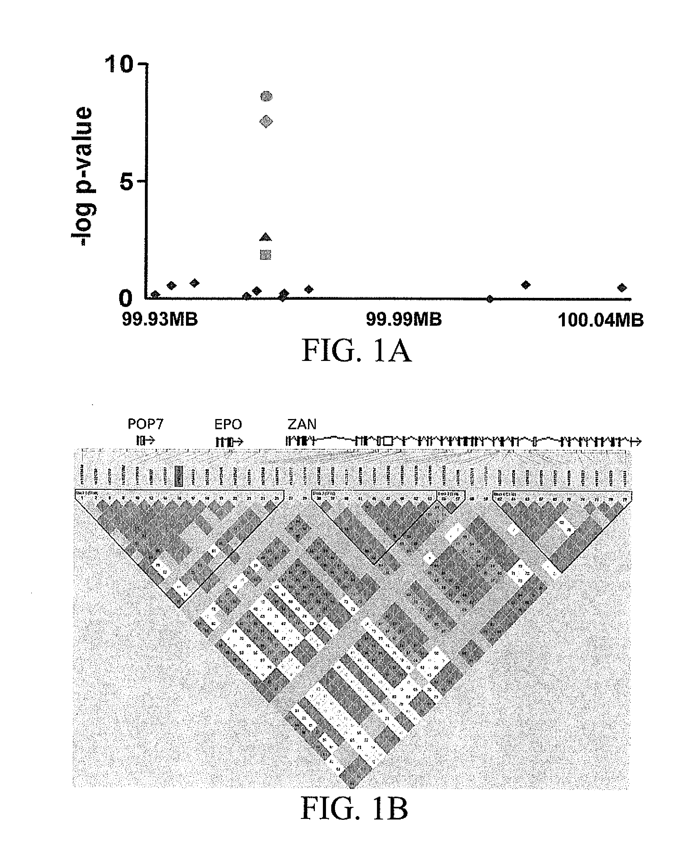 Compositions and Methods For Diagnosing and Treating Diabetic Micro Vascular Complications