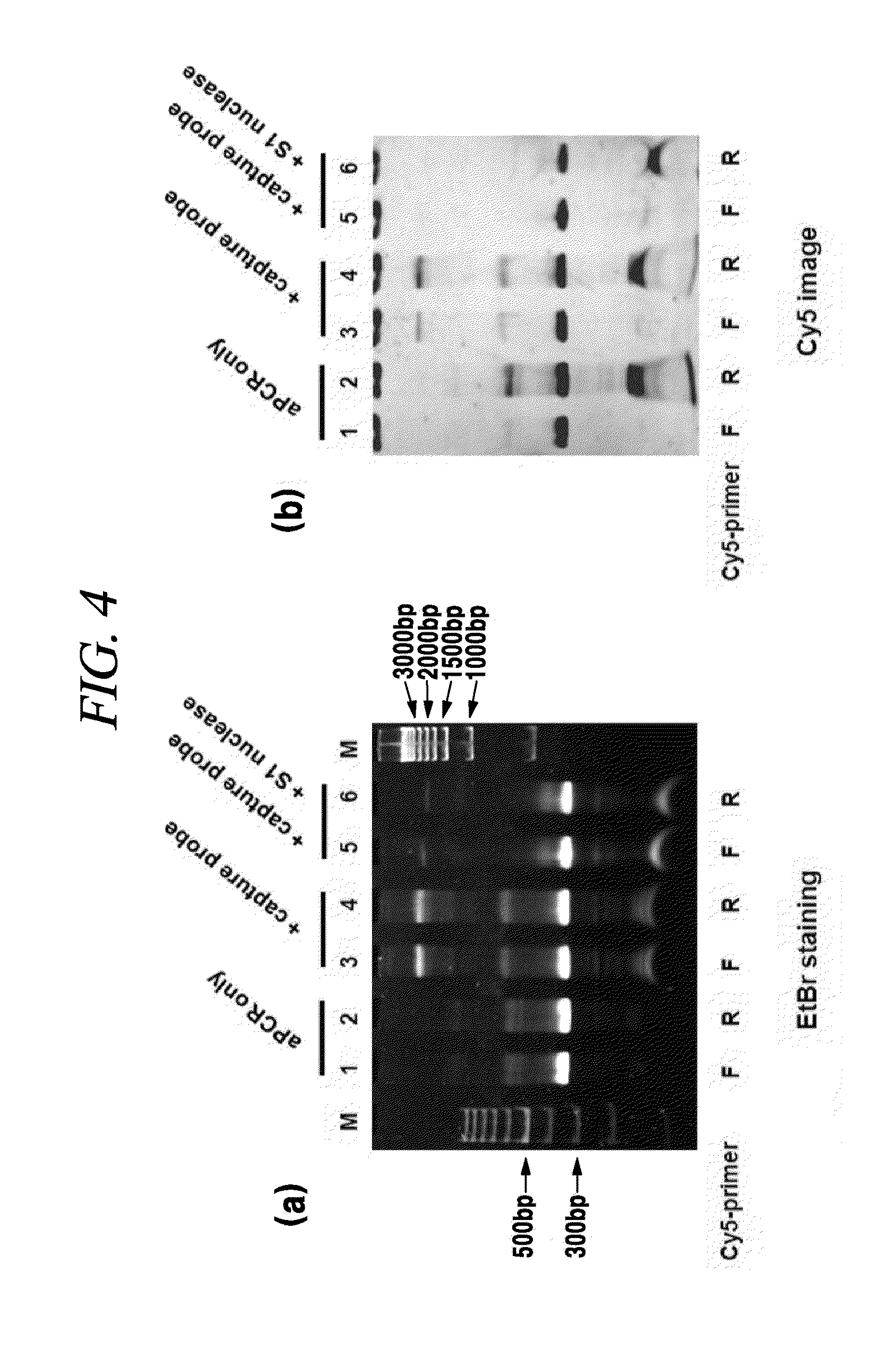 Method for detecting nucleic acids by promoting branched DNA complex formation