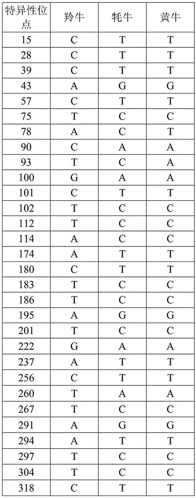 Molecular biological method for quickly identifying Budorcas taxicolor