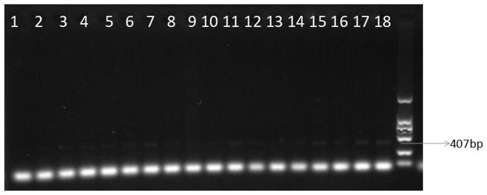 Lamp primer and loop-mediated isothermal amplification detection kit for pet zoonotic chlamydial psittacosis