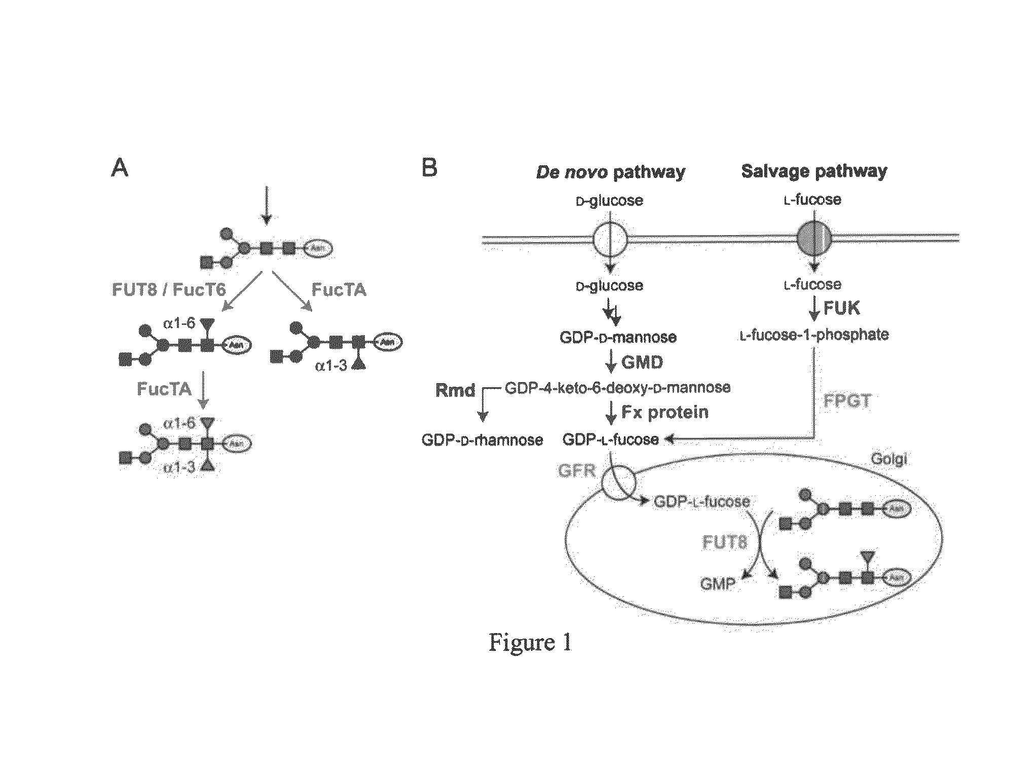 Compositions and methods for reducing fucosylation of glycoproteins in insect cells and methods of use thereof for production of recombinant glycoproteins