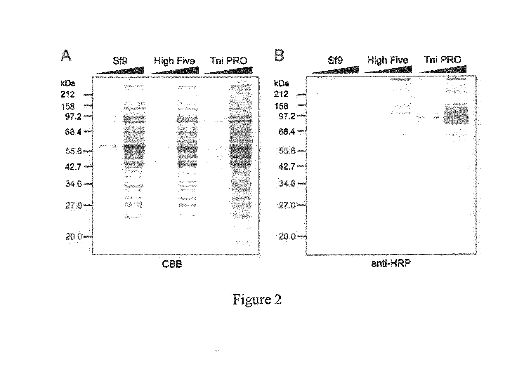 Compositions and methods for reducing fucosylation of glycoproteins in insect cells and methods of use thereof for production of recombinant glycoproteins