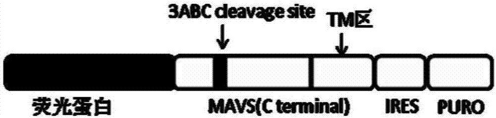 Cell line used for detecting hepatitis A virus titer as well as construction method and application thereof