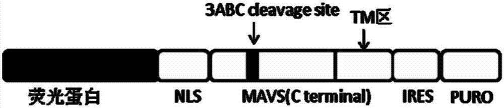 Cell line used for detecting hepatitis A virus titer as well as construction method and application thereof