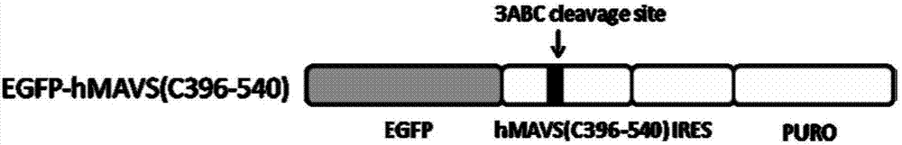 Cell line used for detecting hepatitis A virus titer as well as construction method and application thereof