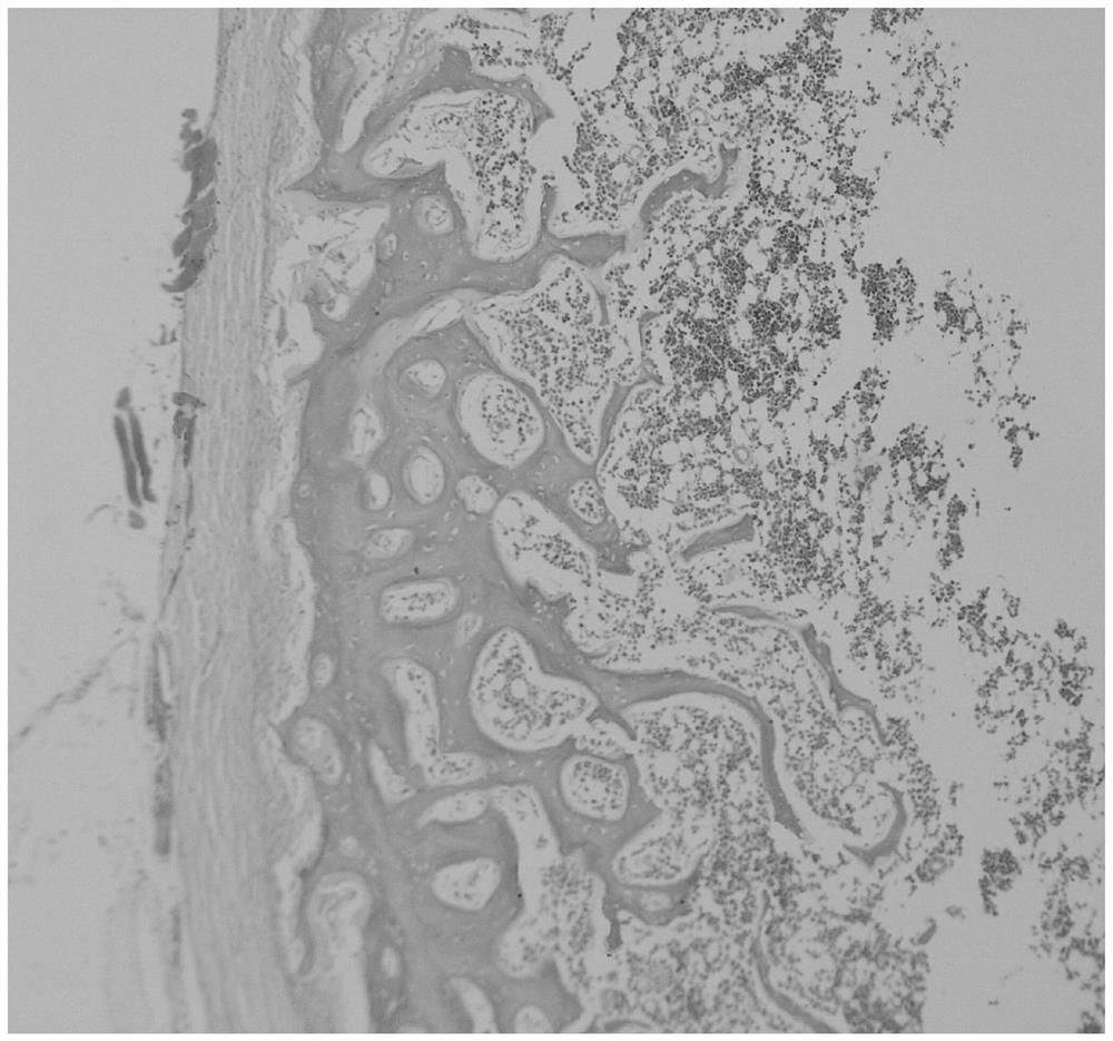 Improved mouse bone marrow tissue section H.E staining method