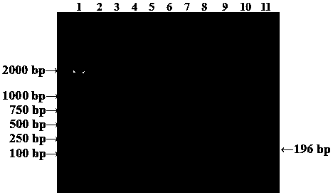 Quantitative real-time fluorescence PCR (Polymerase Chain Reaction) quick detection kit of Weissella viridescens, and detection method thereof