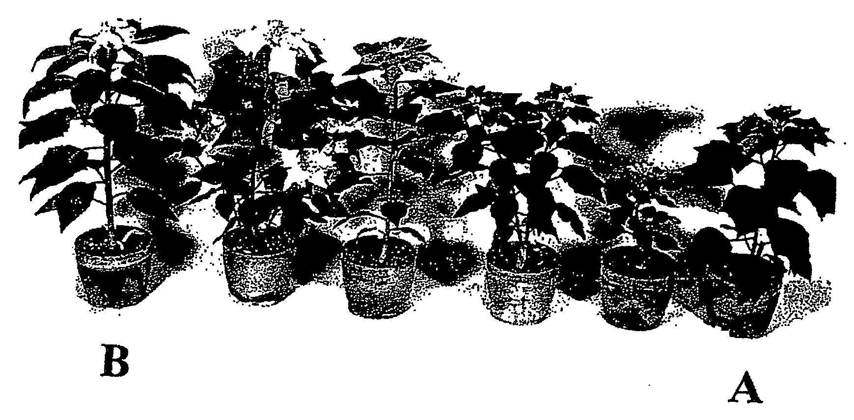 Method of producing euphorbia interspecific hybrid plants by cutting and then culturing the hybrid embryos
