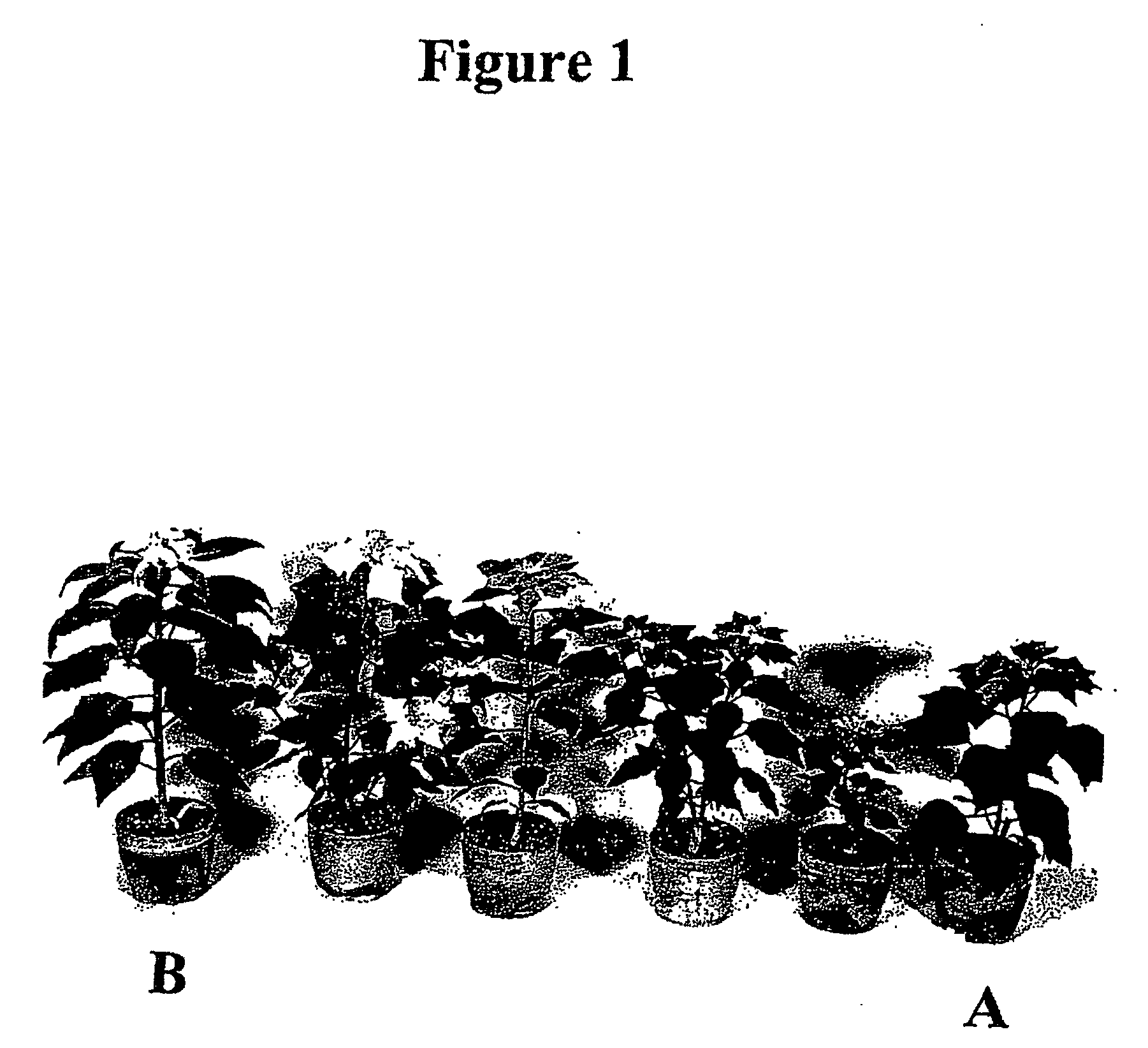 Method of producing euphorbia interspecific hybrid plants by cutting and then culturing the hybrid embryos