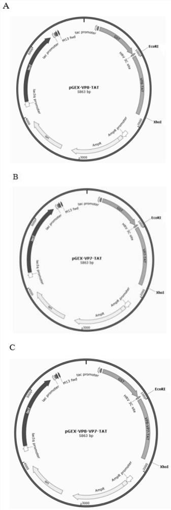 Porcine rotavirus vp fusion protein recombinant and its preparation method and application