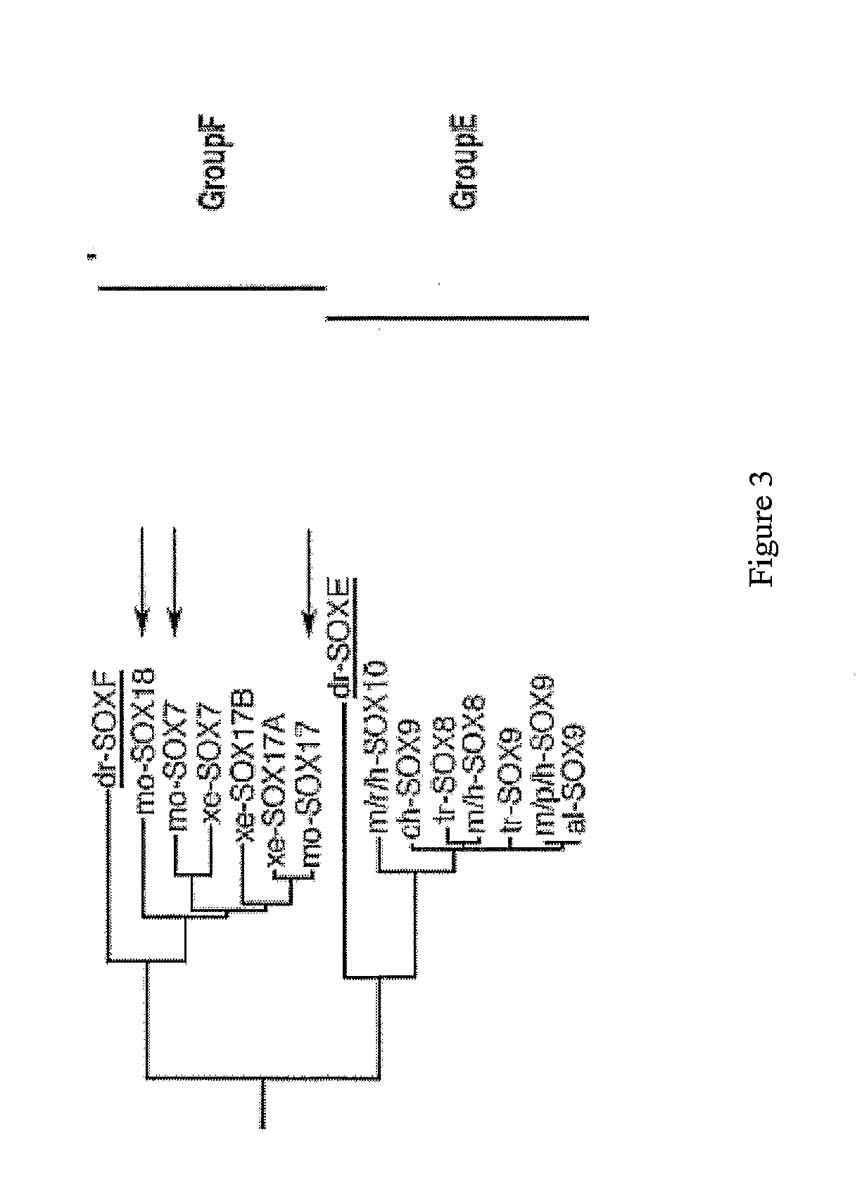 Definitive endoderm