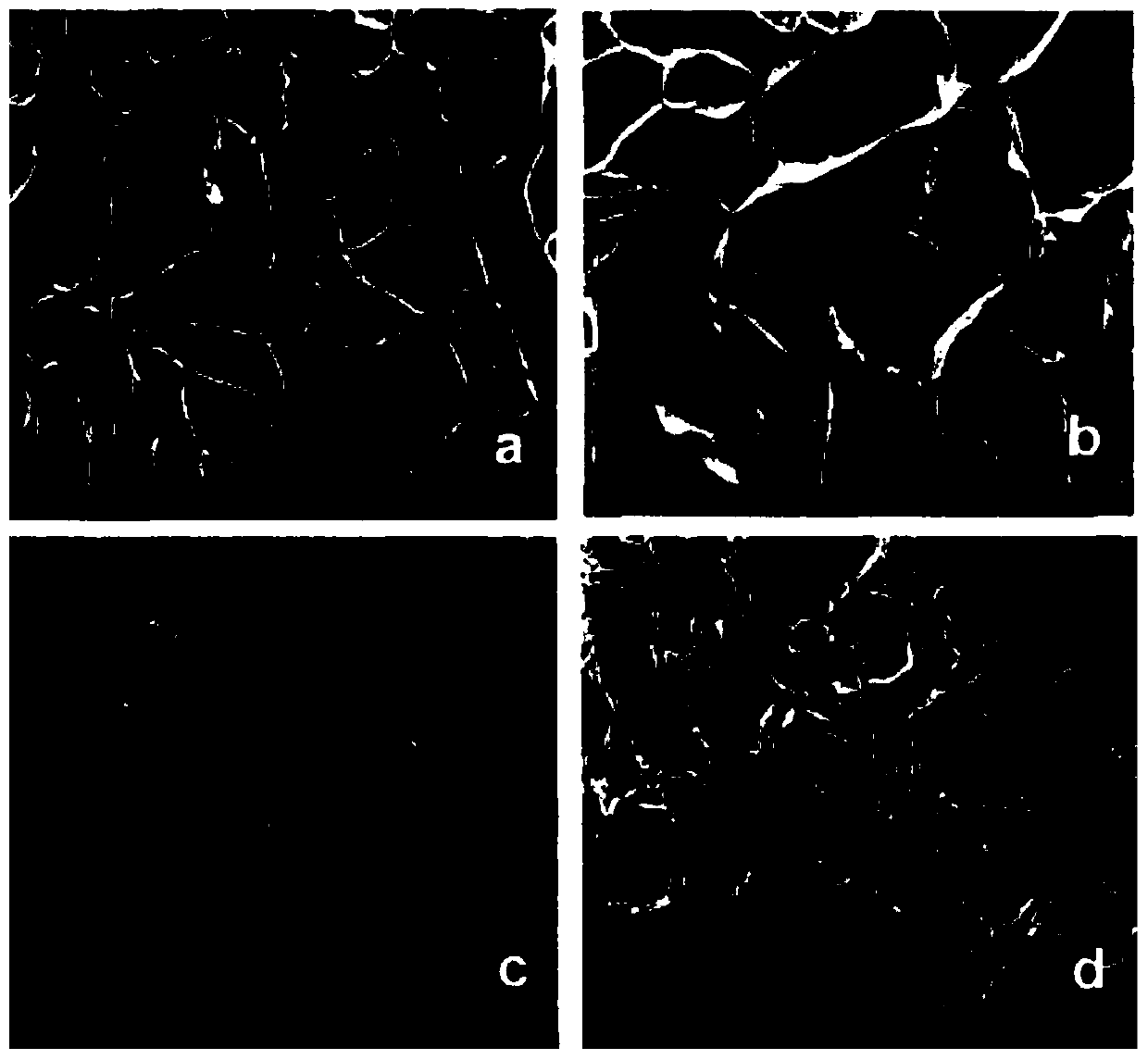 A method for preparing porous material with silkworm silk fibroin and carboxymethyl chitosan