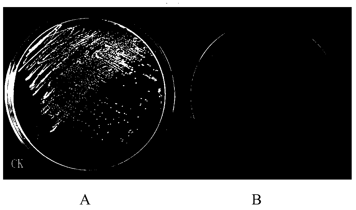 A kind of Pseudomonas bacterial strain and its application